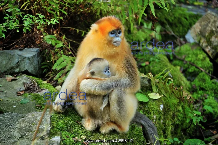 : Golden Snub-nosed Monkey : Golden Snub-nosed Monkey