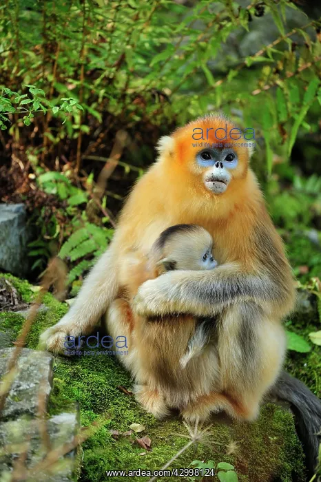 : Golden Snub-nosed Monkey : Golden Snub-nosed Monkey