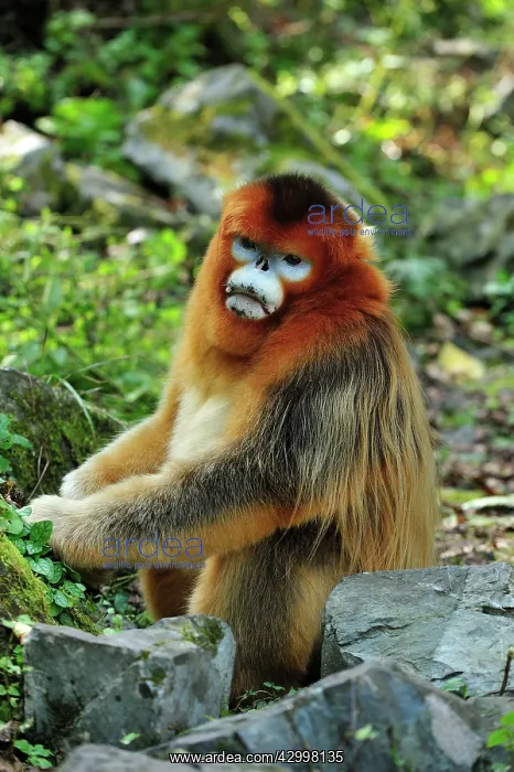 : Golden Snub-nosed Monkey : Golden Snub-nosed Monkey