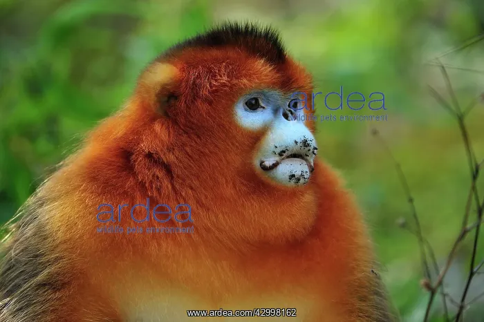 : Golden Snub-nosed Monkey : Golden Snub-nosed Monkey