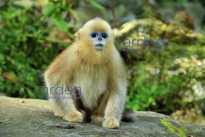 : Golden Snub-nosed Monkey : Golden Snub-nosed Monkey