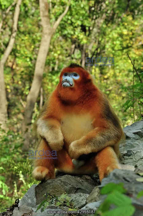 : Golden Snub-nosed Monkey : Golden Snub-nosed Monkey