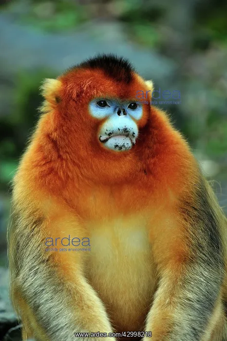 : Golden Snub-nosed Monkey : Golden Snub-nosed Monkey