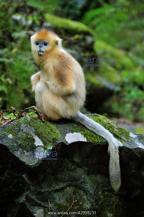: Golden Snub-nosed Monkey : Golden Snub-nosed Monkey