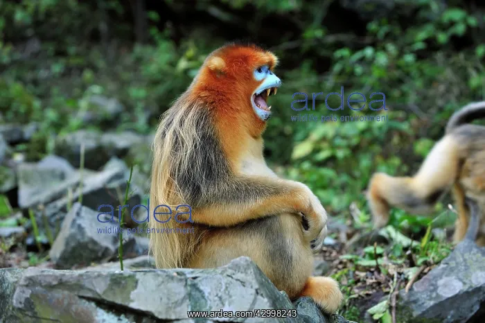 : Golden Snub-nosed Monkey : Golden Snub-nosed Monkey