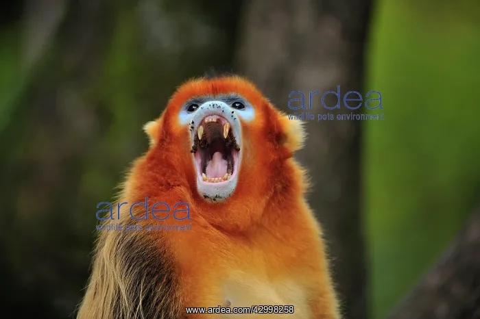 : Golden Snub-nosed Monkey : Golden Snub-nosed Monkey
