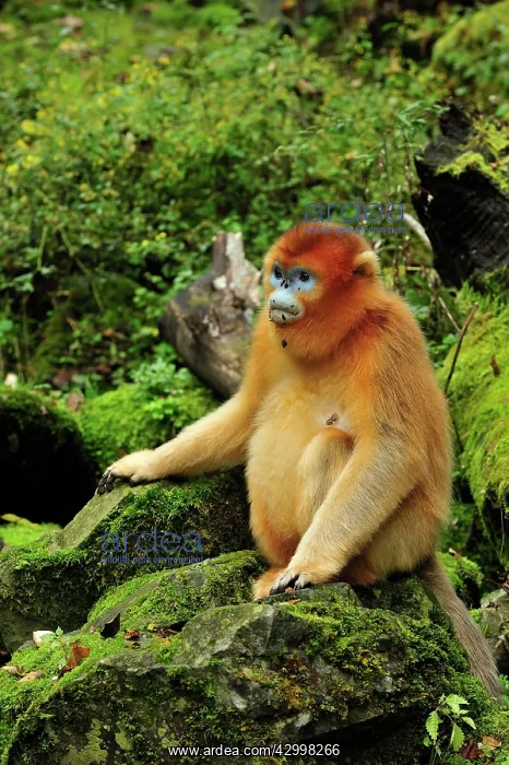 : Golden Snub-nosed Monkey : Golden Snub-nosed Monkey