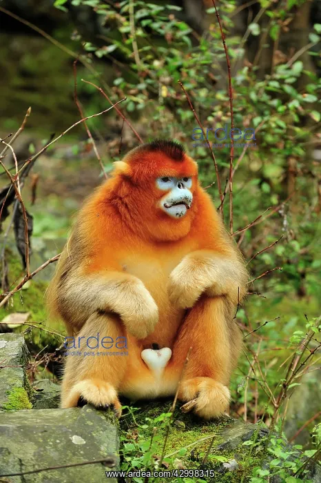 : Golden Snub-nosed Monkey : Golden Snub-nosed Monkey