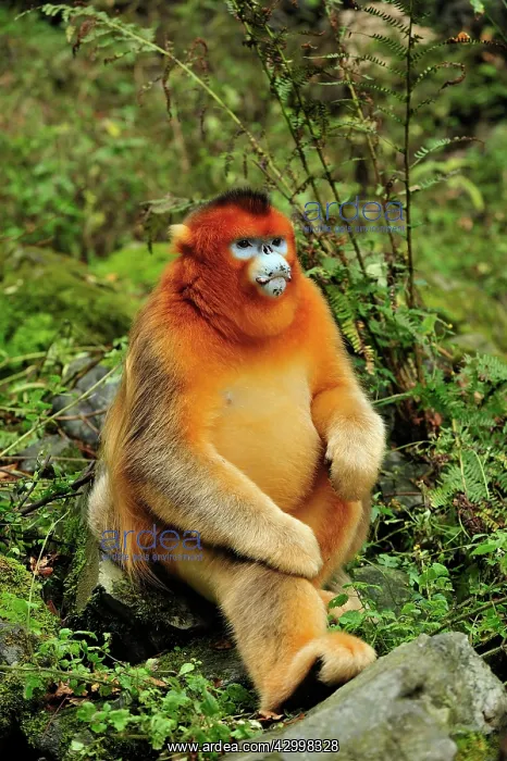 : Golden Snub-nosed Monkey : Golden Snub-nosed Monkey