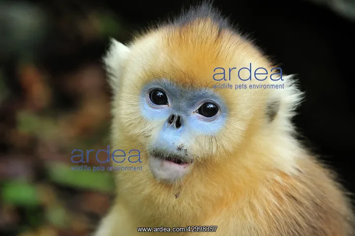 : Golden Snub-nosed Monkey : Golden Snub-nosed Monkey