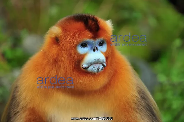 : Golden Snub-nosed Monkey : Golden Snub-nosed Monkey