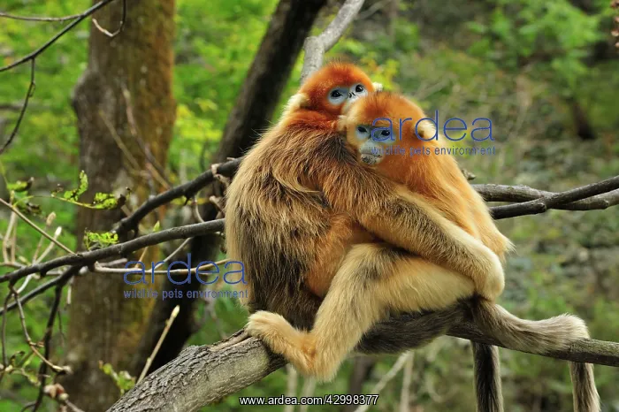 : Golden Snub-nosed Monkey : Golden Snub-nosed Monkey
