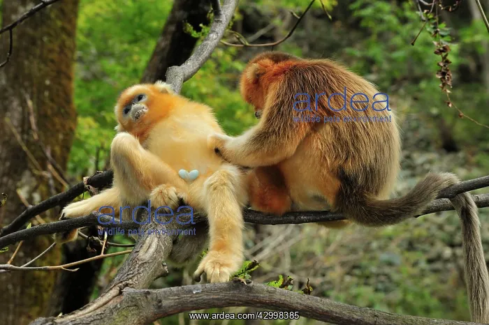 : Golden Snub-nosed Monkey : Golden Snub-nosed Monkey