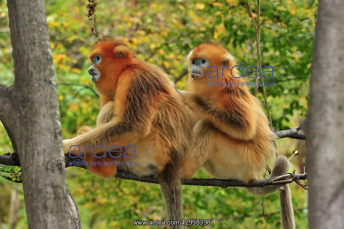 : Golden Snub-nosed Monkey : Golden Snub-nosed Monkey