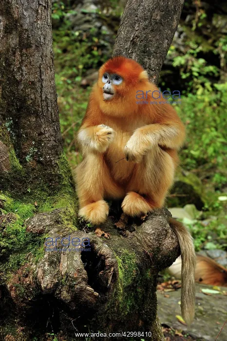: Golden Snub-nosed Monkey : Golden Snub-nosed Monkey
