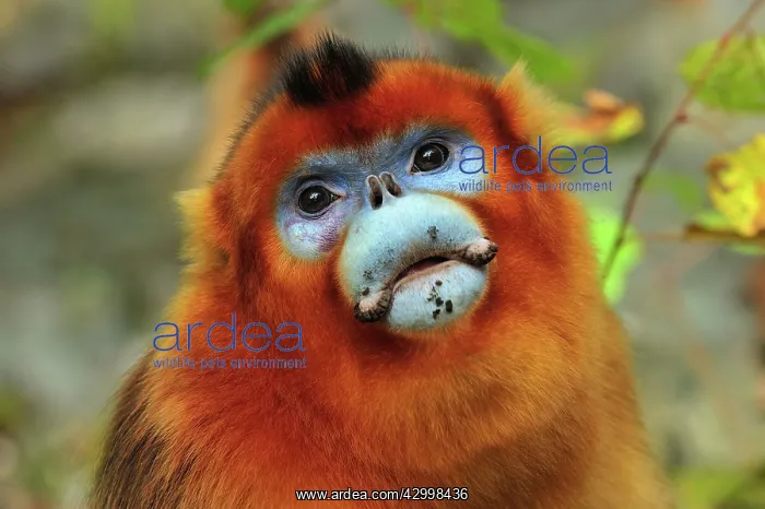 : Golden Snub-nosed Monkey : Golden Snub-nosed Monkey