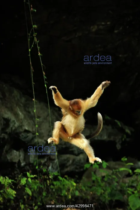 : Golden Snub-nosed Monkey : Golden Snub-nosed Monkey