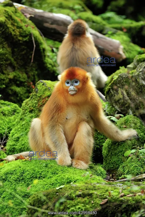 : Golden Snub-nosed Monkey : Golden Snub-nosed Monkey