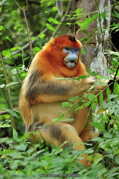 : Golden Snub-nosed Monkey : Golden Snub-nosed Monkey