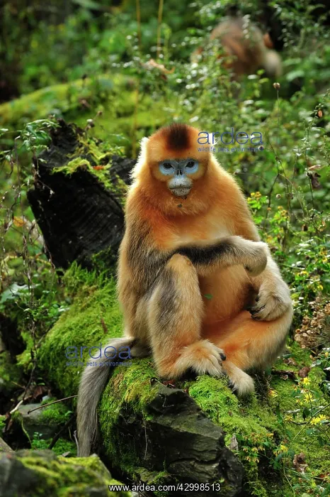 : Golden Snub-nosed Monkey : Golden Snub-nosed Monkey