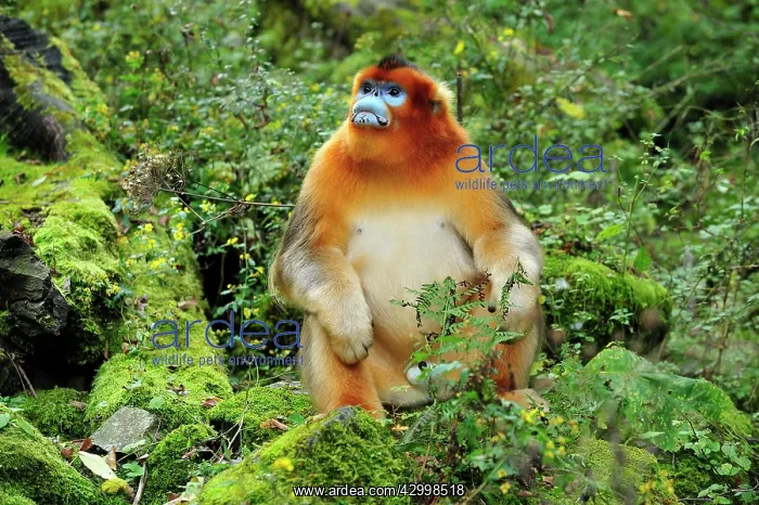 : Golden Snub-nosed Monkey : Golden Snub-nosed Monkey