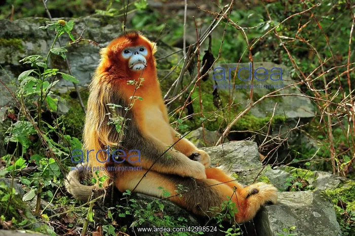 : Golden Snub-nosed Monkey : Golden Snub-nosed Monkey