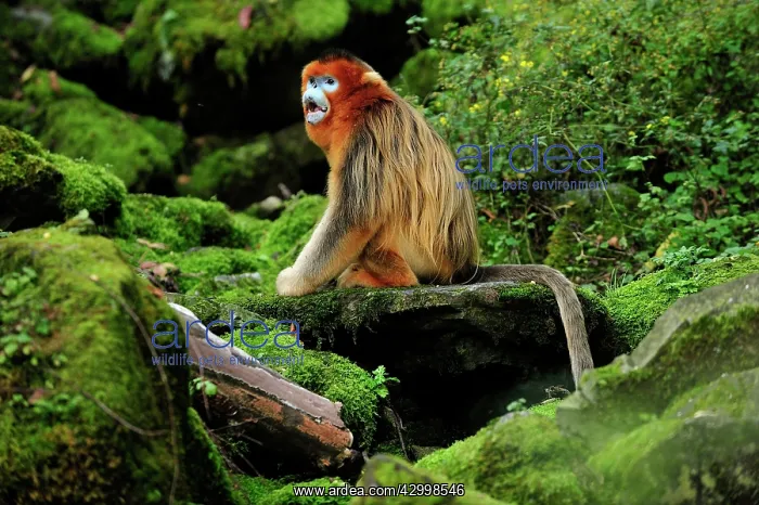 : Golden Snub-nosed Monkey : Golden Snub-nosed Monkey