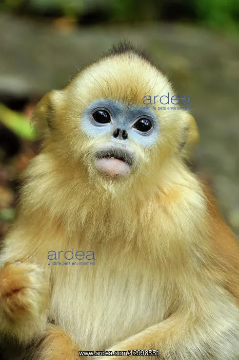: Golden Snub-nosed Monkey : Golden Snub-nosed Monkey