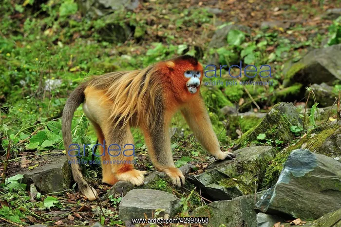 : Golden Snub-nosed Monkey : Golden Snub-nosed Monkey