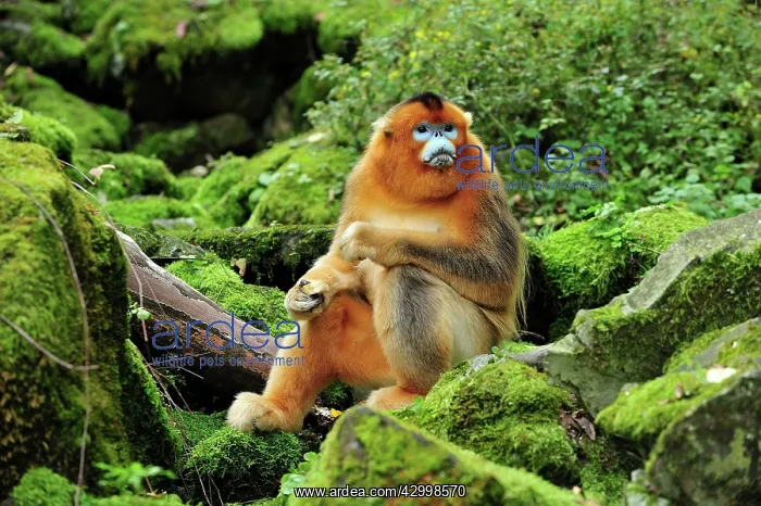 : Golden Snub-nosed Monkey : Golden Snub-nosed Monkey