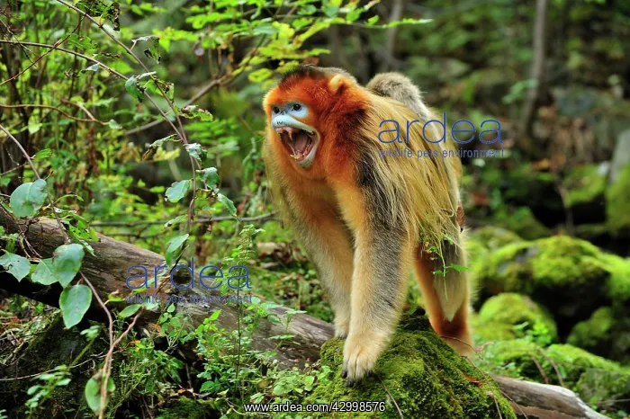 : Golden Snub-nosed Monkey : Golden Snub-nosed Monkey