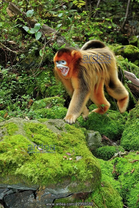 : Golden Snub-nosed Monkey : Golden Snub-nosed Monkey
