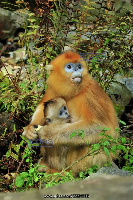 : Golden Snub-nosed Monkey : Golden Snub-nosed Monkey