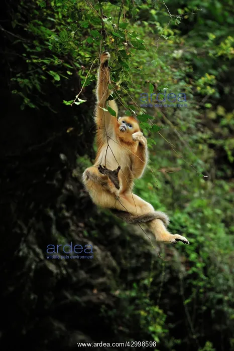 : Golden Snub-nosed Monkey : Golden Snub-nosed Monkey