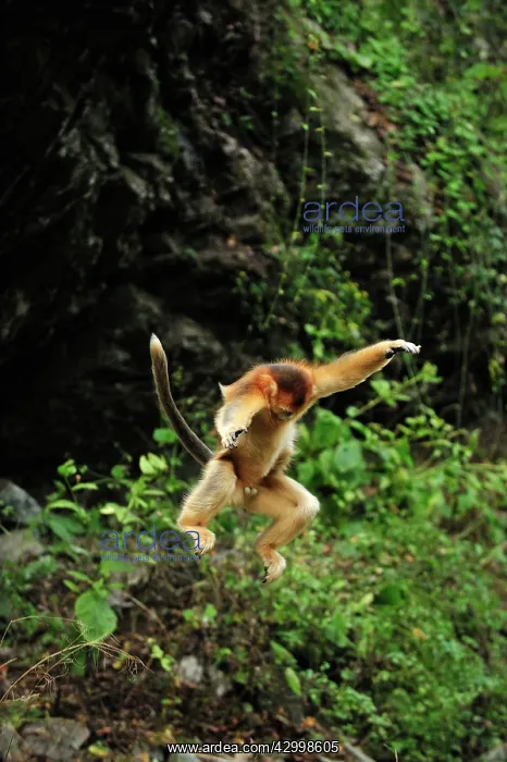 : Golden Snub-nosed Monkey : Golden Snub-nosed Monkey