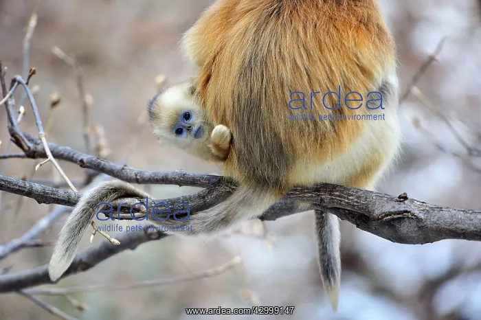 : Golden Snub-nosed Monkey : Golden Snub-nosed Monkey