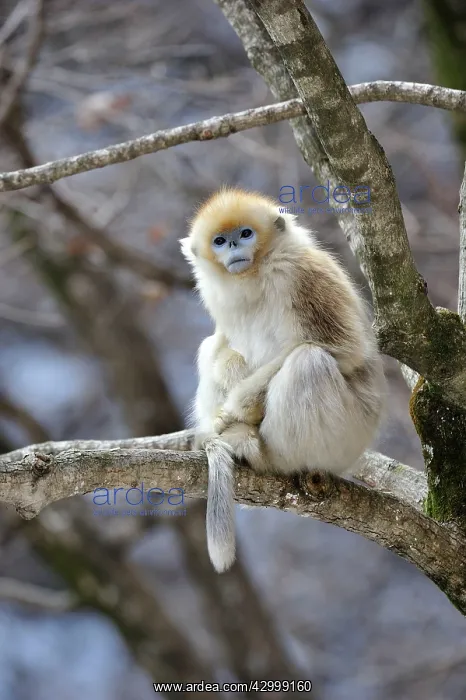 : Golden Snub-nosed Monkey : Golden Snub-nosed Monkey
