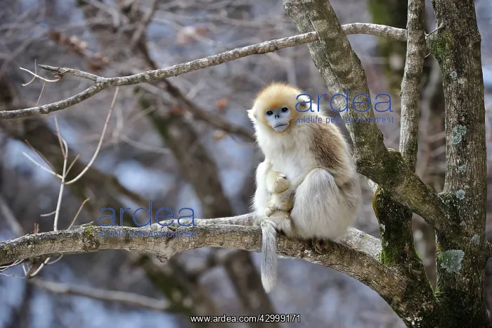 : Golden Snub-nosed Monkey : Golden Snub-nosed Monkey