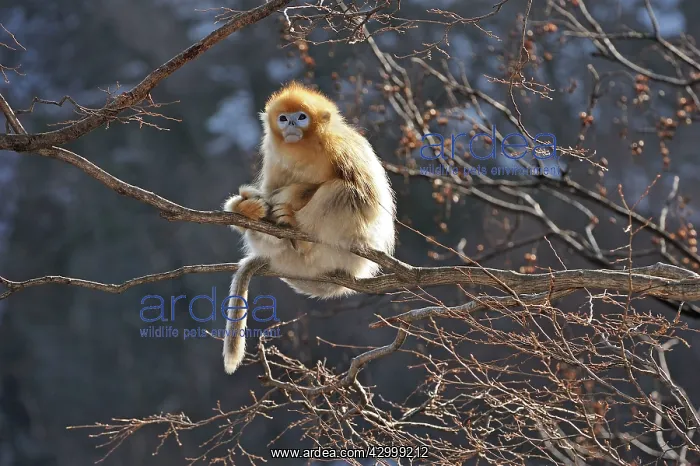 : Golden Snub-nosed Monkey : Golden Snub-nosed Monkey