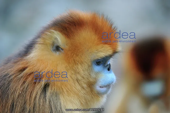 : Golden Snub-nosed Monkey : Golden Snub-nosed Monkey