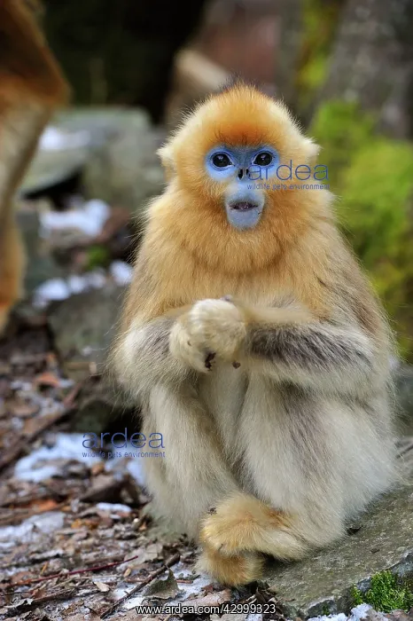 : Golden Snub-nosed Monkey : Golden Snub-nosed Monkey