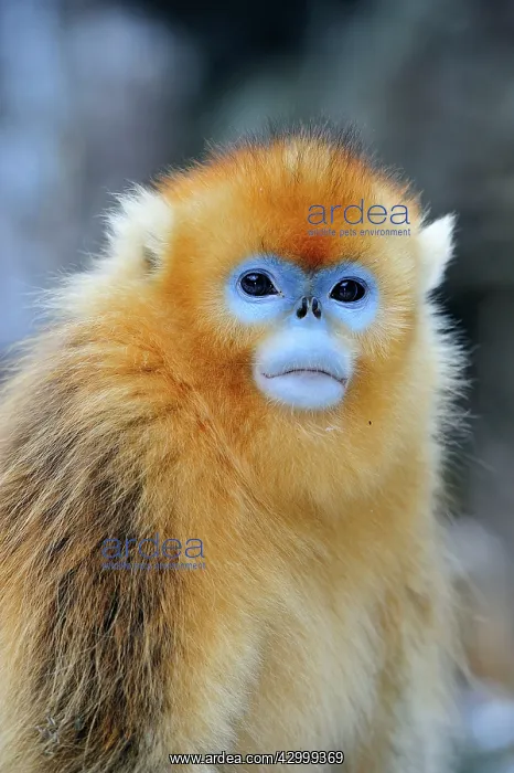 : Golden Snub-nosed Monkey : Golden Snub-nosed Monkey