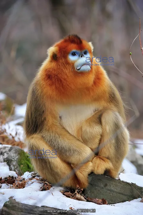 : Golden Snub-nosed Monkey : Golden Snub-nosed Monkey