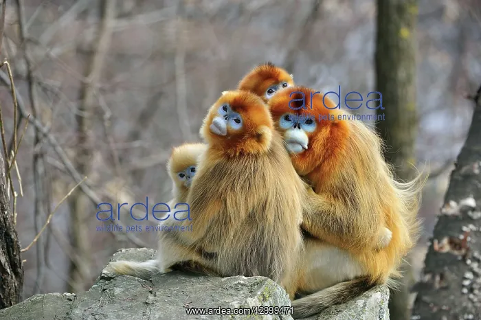 : Golden Snub-nosed Monkey : Golden Snub-nosed Monkey