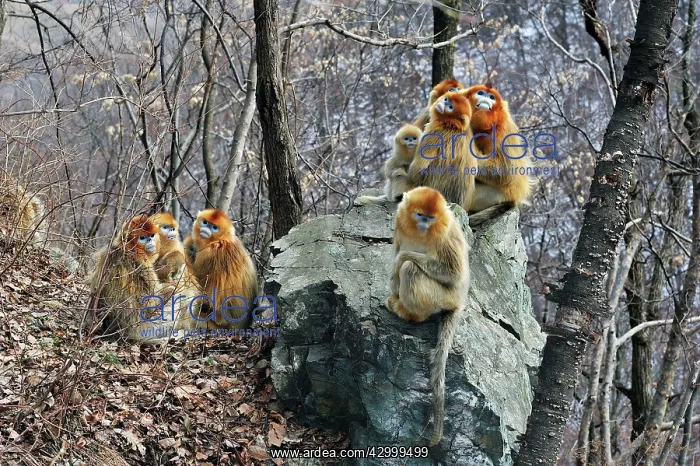 : Golden Snub-nosed Monkey : Golden Snub-nosed Monkey