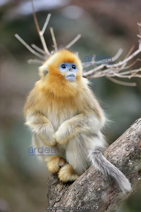 : Golden Snub-nosed Monkey : Golden Snub-nosed Monkey