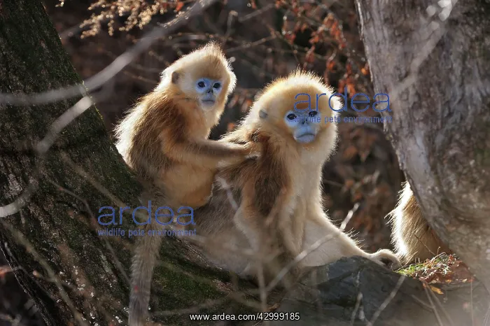 : Golden Snub-nosed Monkey - babies : Golden Snub-nosed Monkey - babies