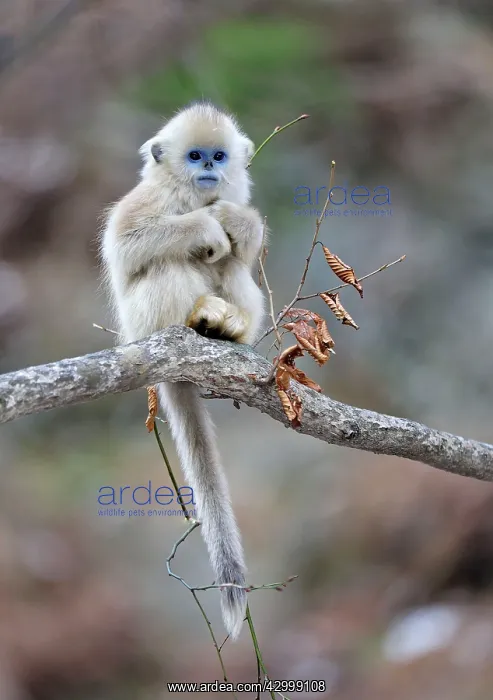 : Golden Snub-nosed Monkey - baby : Golden Snub-nosed Monkey - baby