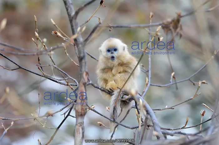 : Golden Snub-nosed Monkey - baby : Golden Snub-nosed Monkey - baby
