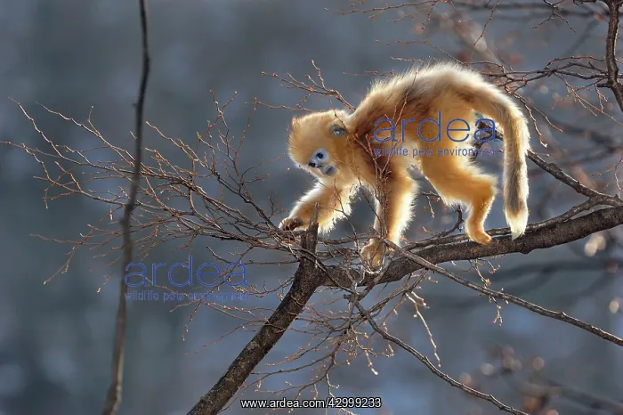  : Golden Snub-nosed Monkey - baby
